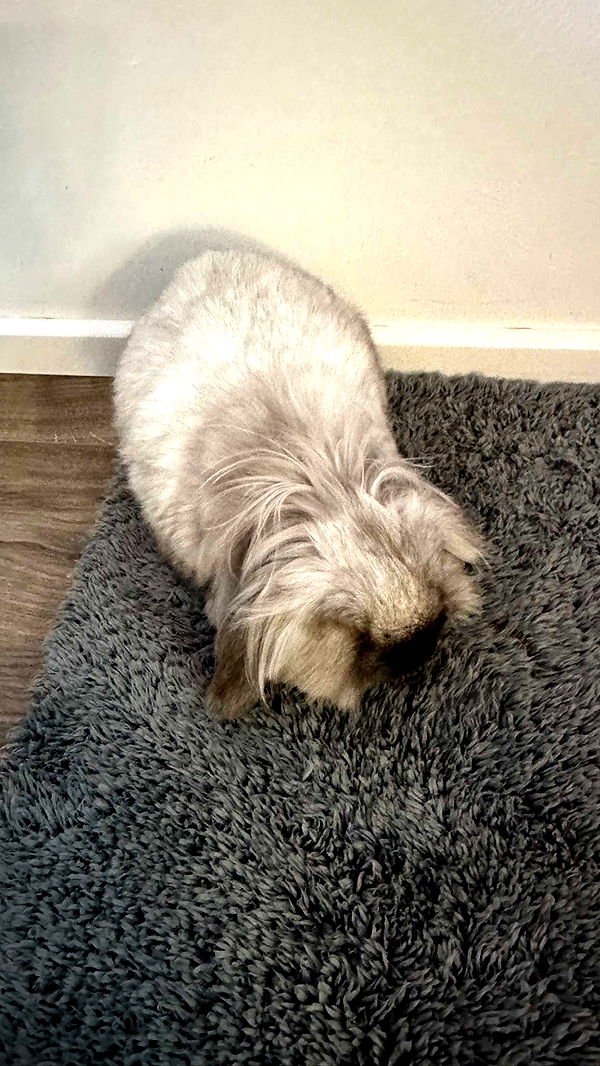 mira.0004 image ~ Altpins