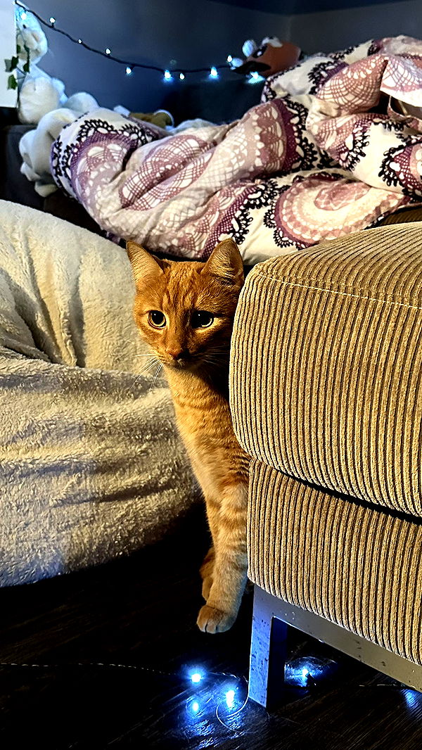 mira.0004 image ~ Altpins