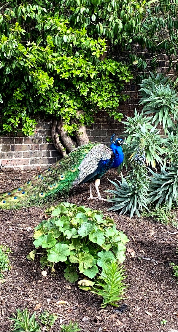 mira.0004 image ~ Altpins