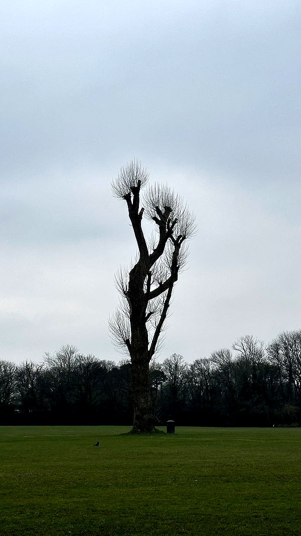 mira.0004 image ~ Altpins