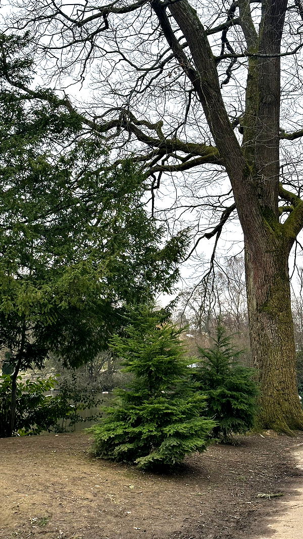 mira.0004 image ~ Altpins