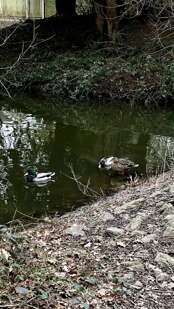 mira.0004 image ~ Altpins