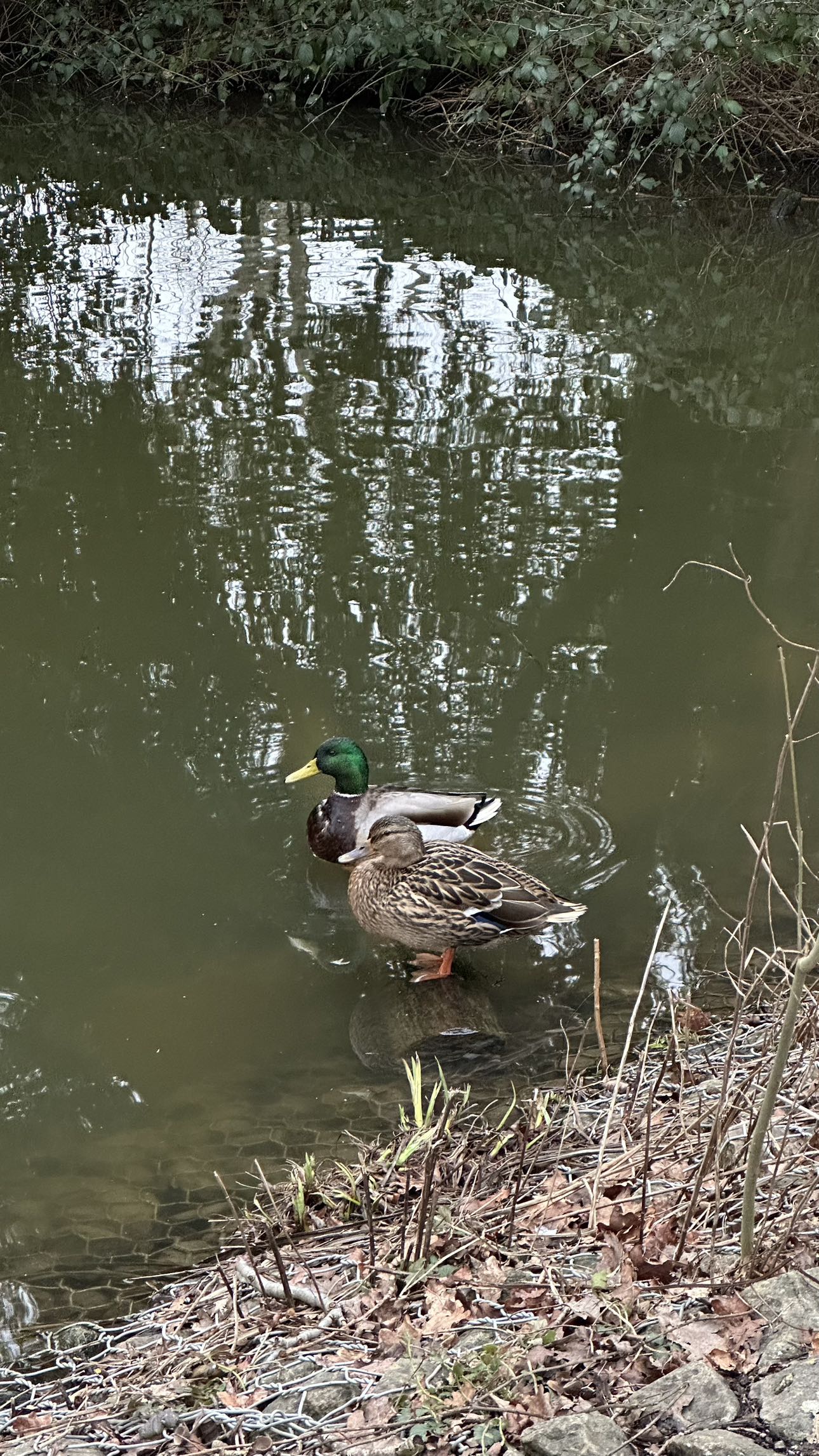 mira.0004 snapchat image archive image