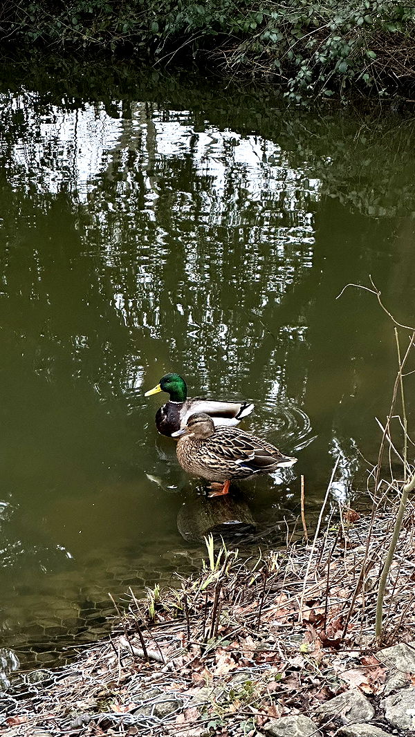 mira.0004 image ~ Altpins