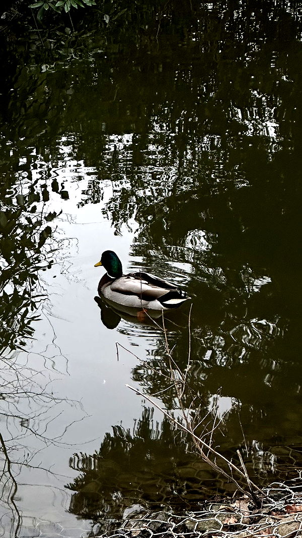 mira.0004 image ~ Altpins