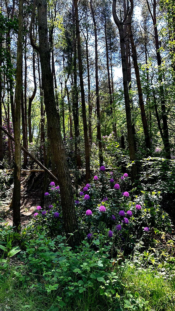 mira.0004 image ~ Altpins