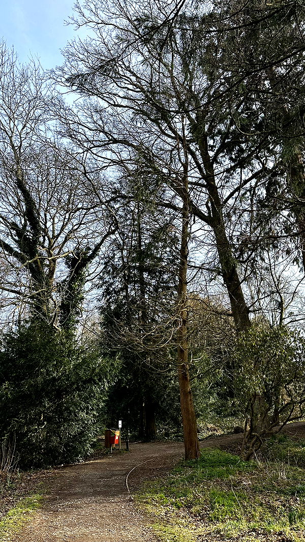 mira.0004 image ~ Altpins