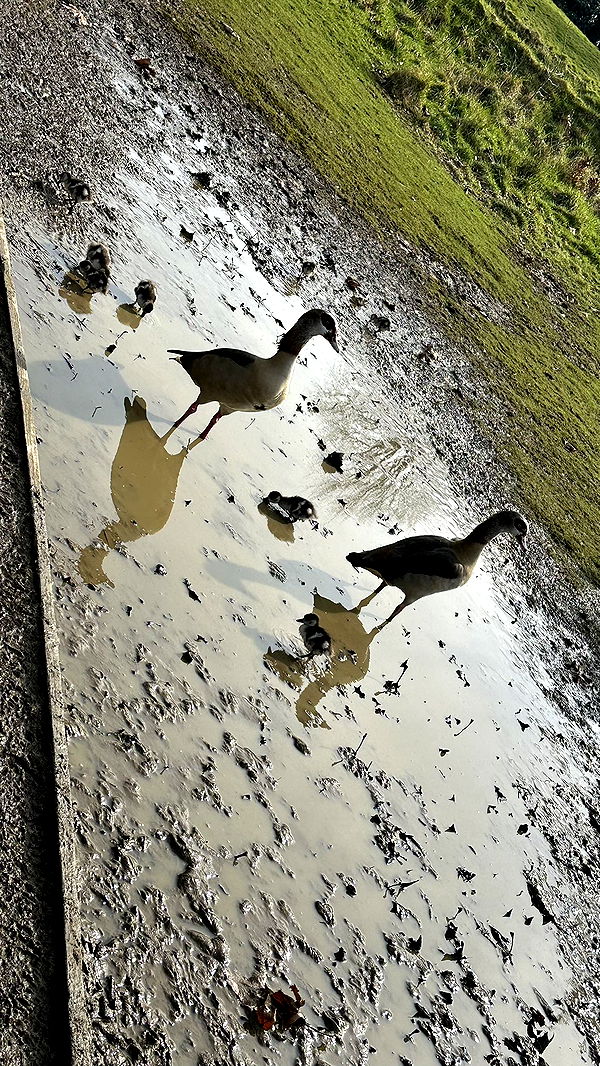 mira.0004 image ~ Altpins