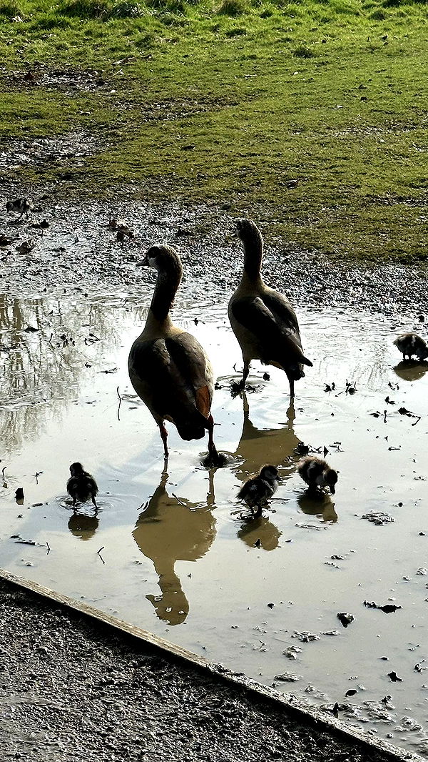 mira.0004 image ~ Altpins