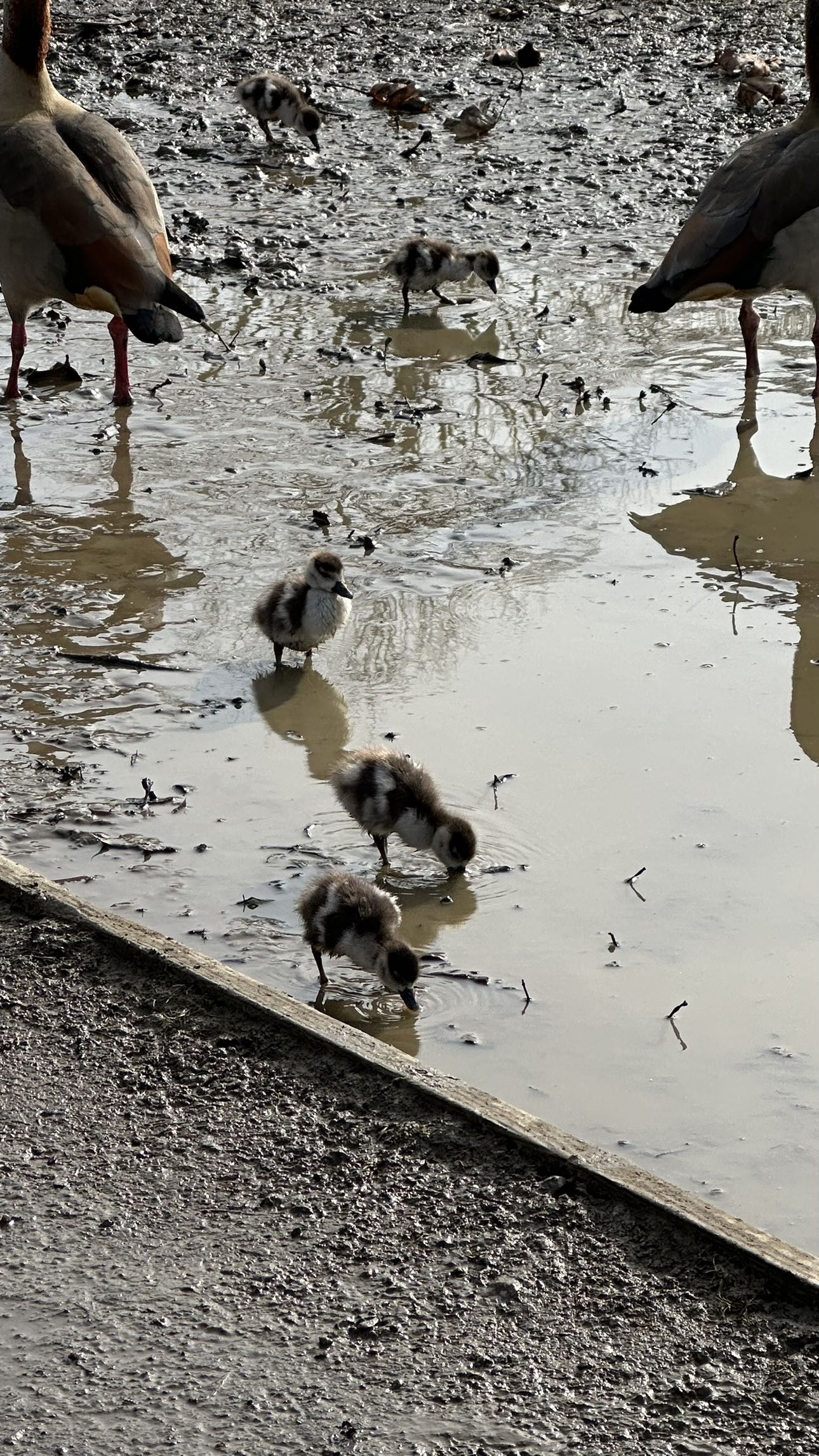 mira.0004 snapchat image archive image