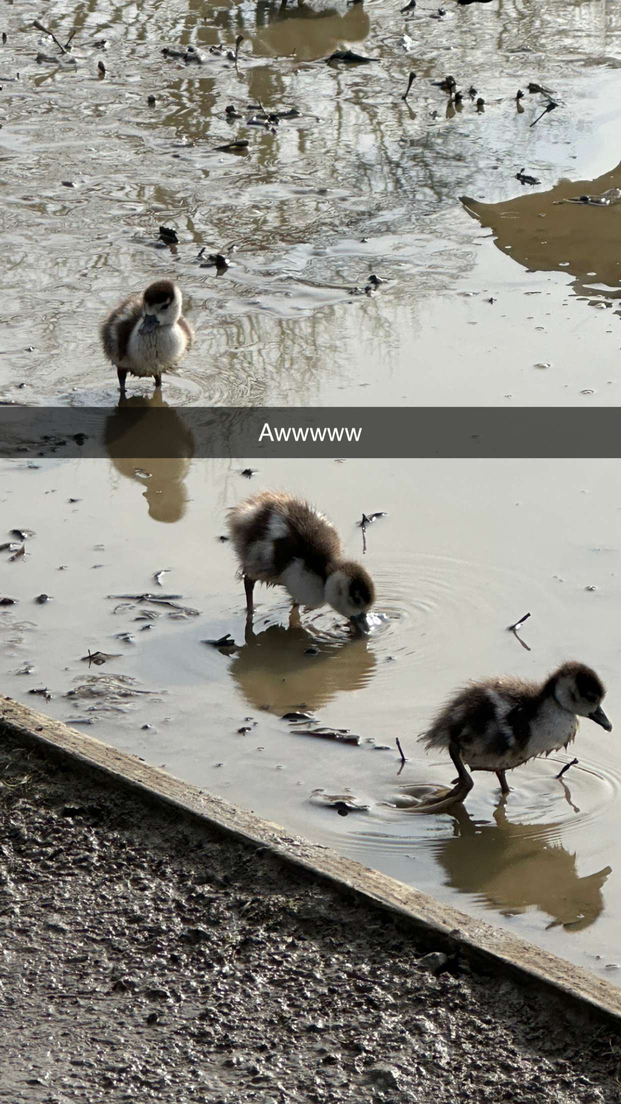 mira.0004 snapchat image archive image