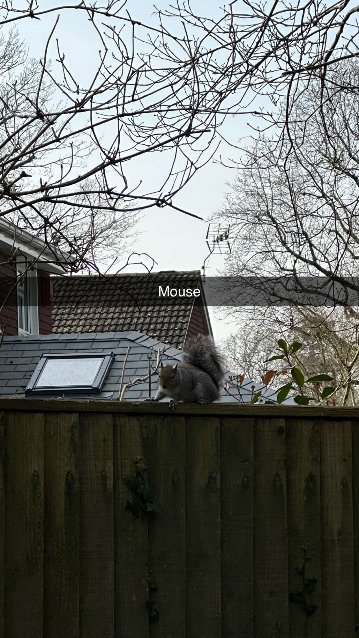 mira.0004 snapchat image archive image