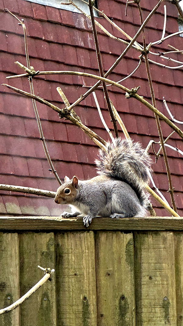 mira.0004 image ~ Altpins