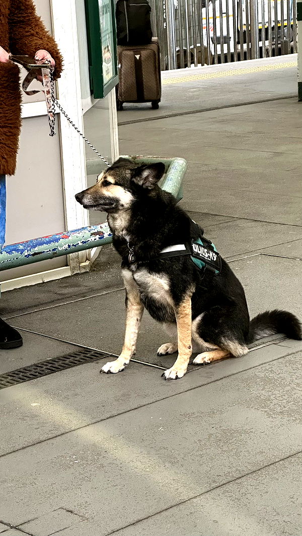 mira.0004 image ~ Altpins