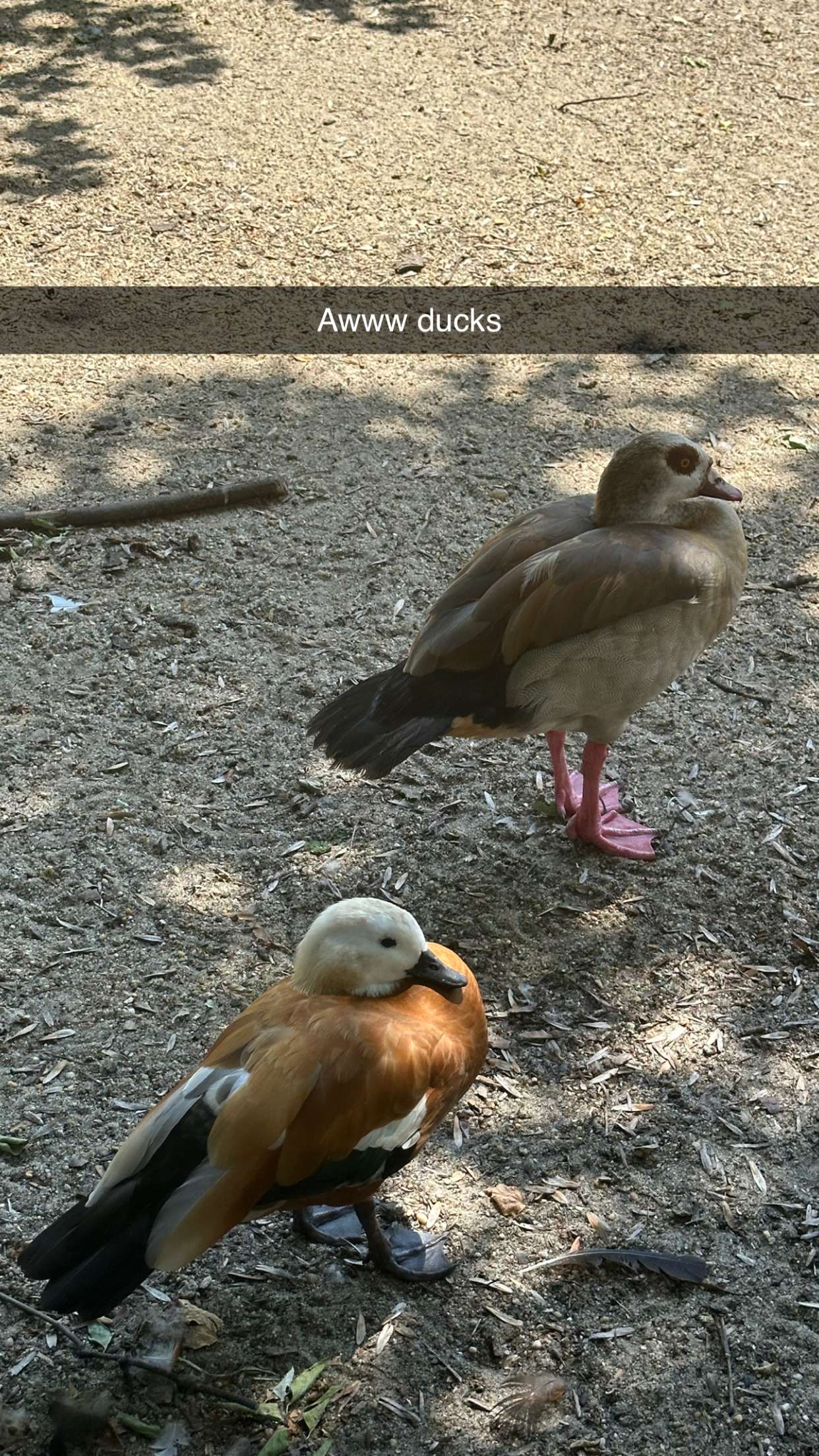 mira.0004 snapchat image archive image