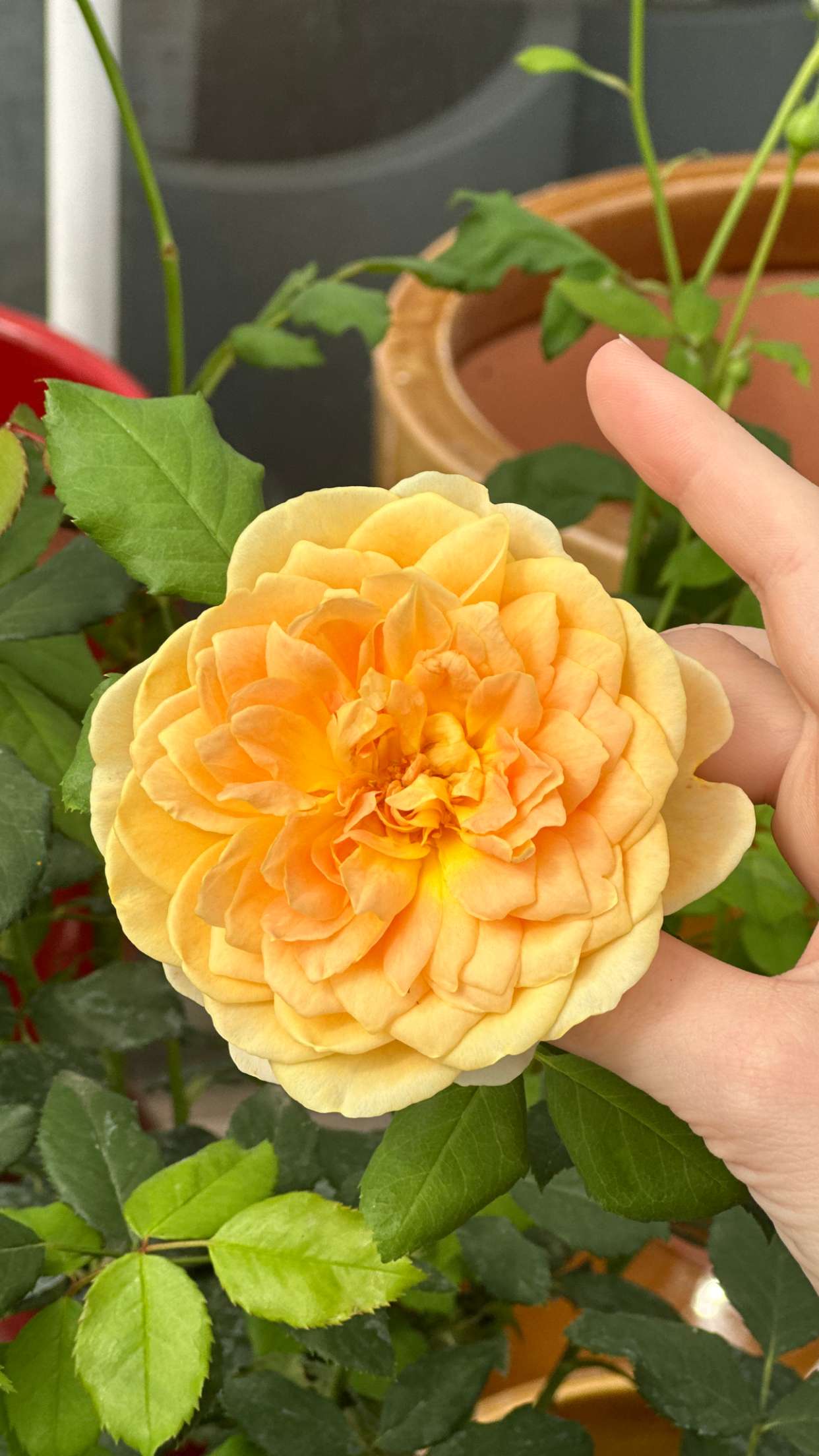 mira.0004 snapchat image archive image