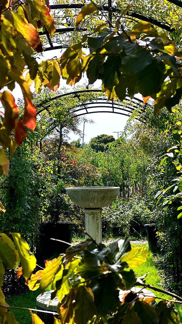 mira.0004 image ~ Altpins