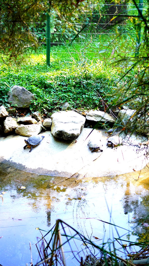 mira.0004 image ~ Altpins