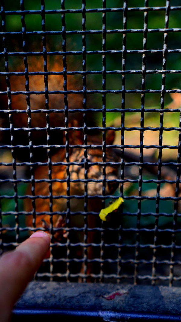 mira.0004 image ~ Altpins