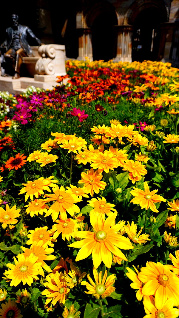 mira.0004 image ~ Altpins