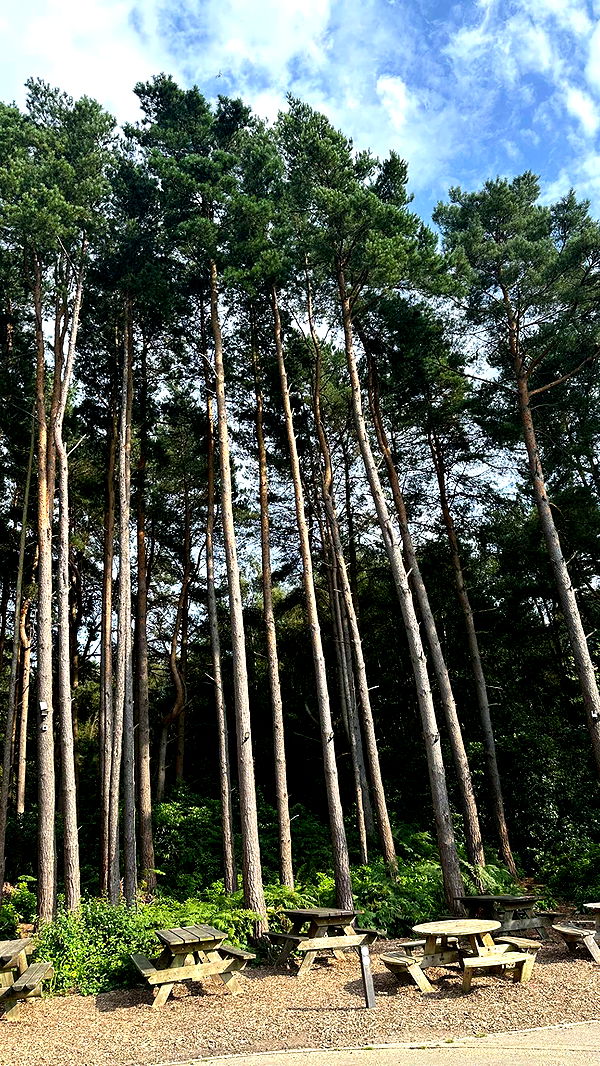 mira.0004 image ~ Altpins