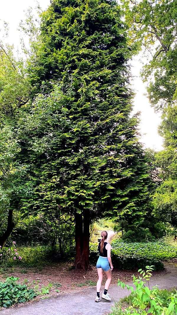 mira.0004 image ~ Altpins