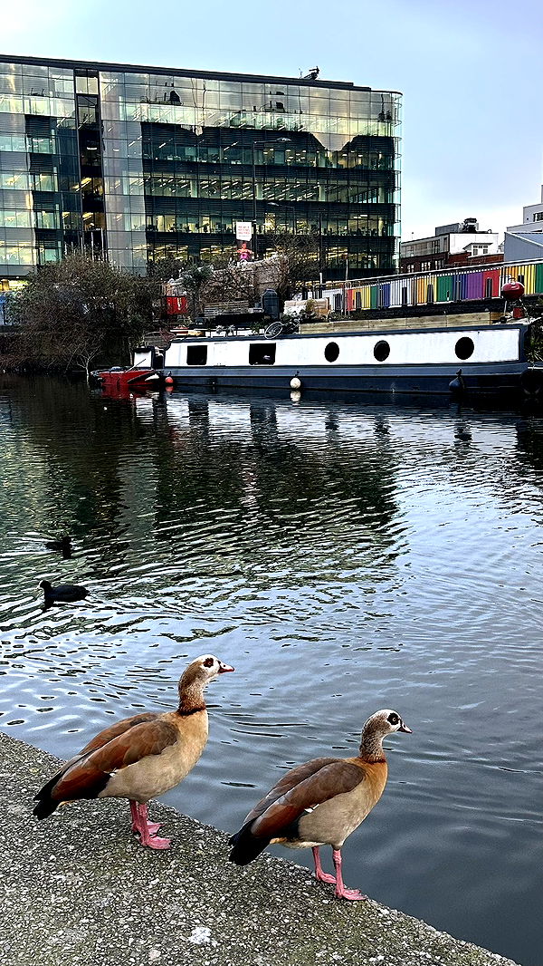 mira.0004 image ~ Altpins