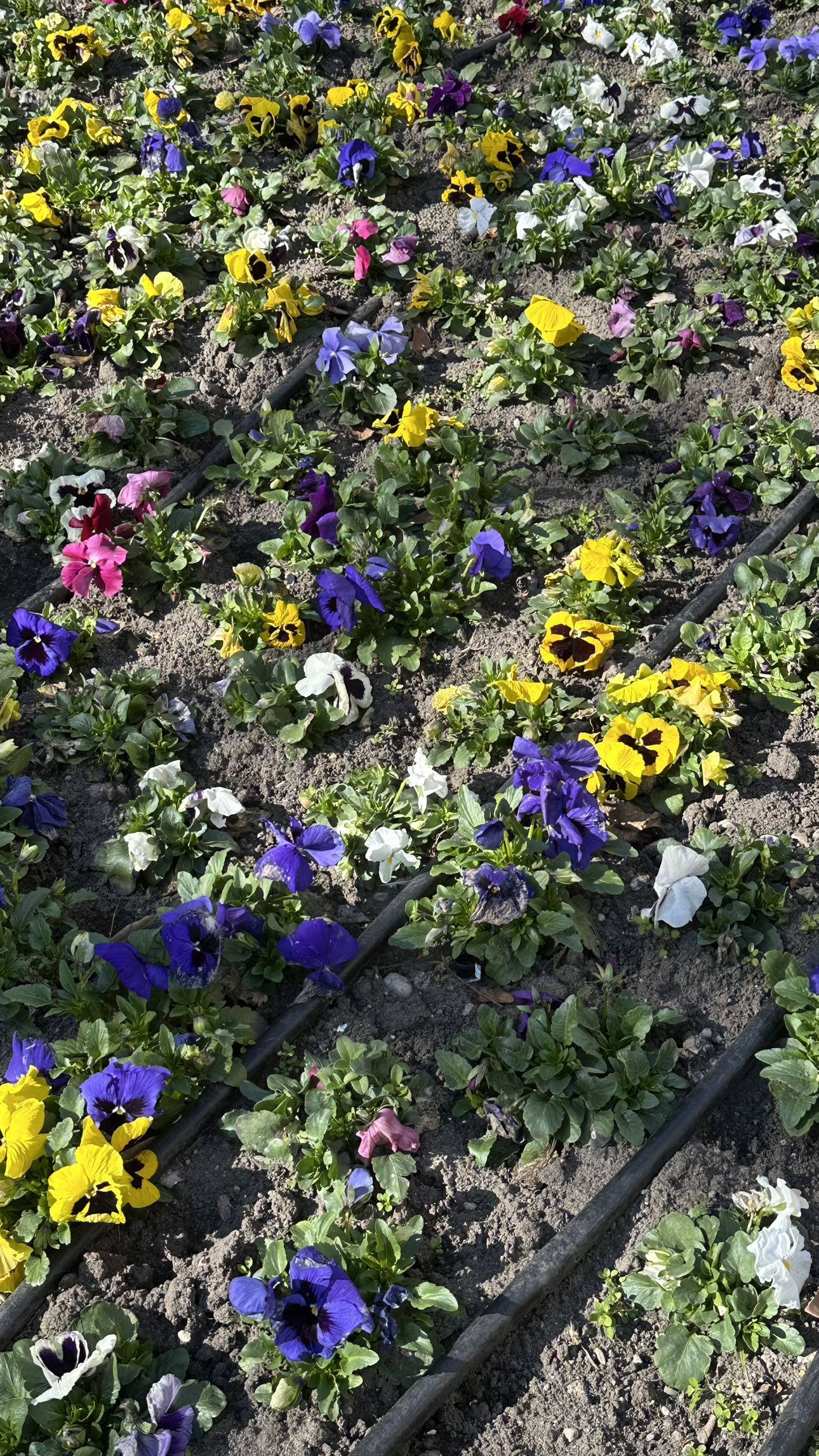 mira.0004 snapchat image archive image