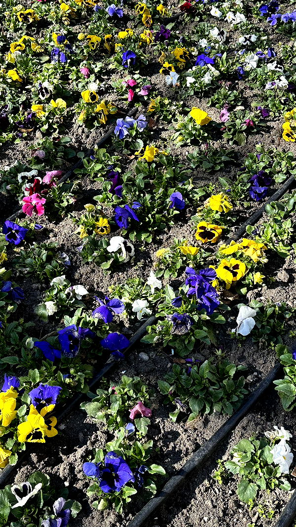 mira.0004 image ~ Altpins