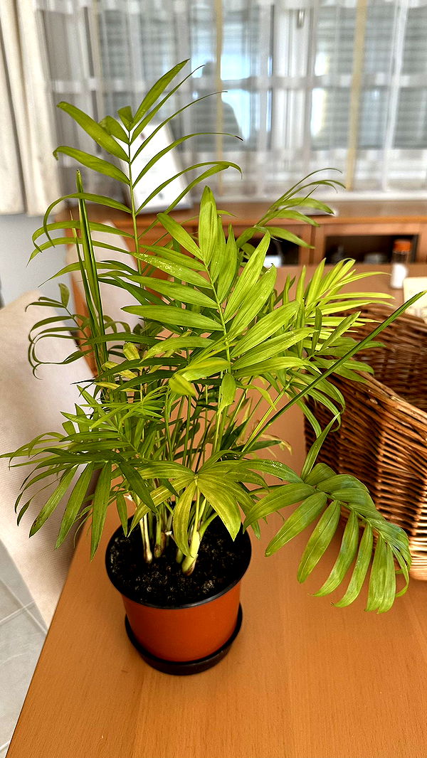 mira.0004 image ~ Altpins