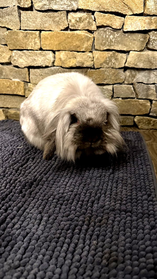 mira.0004 image ~ Altpins