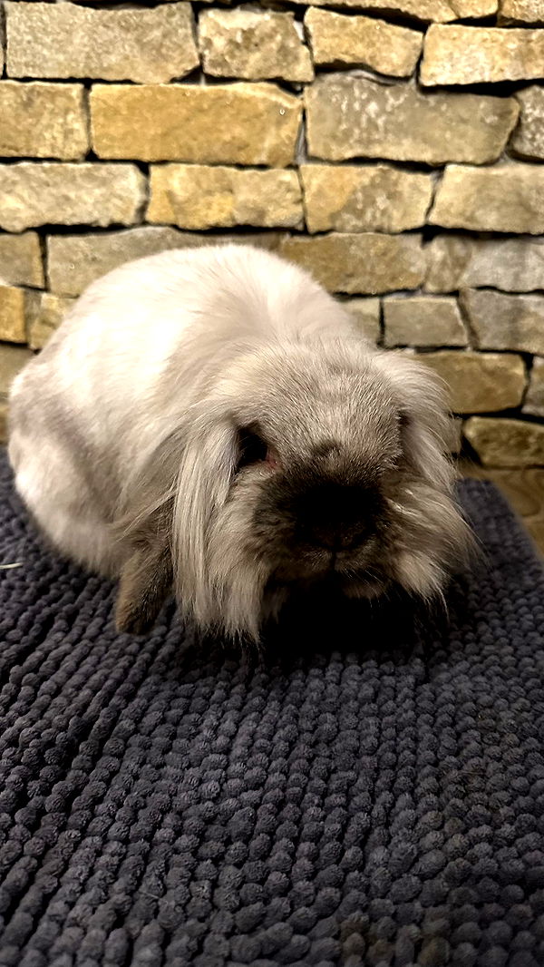 mira.0004 image ~ Altpins