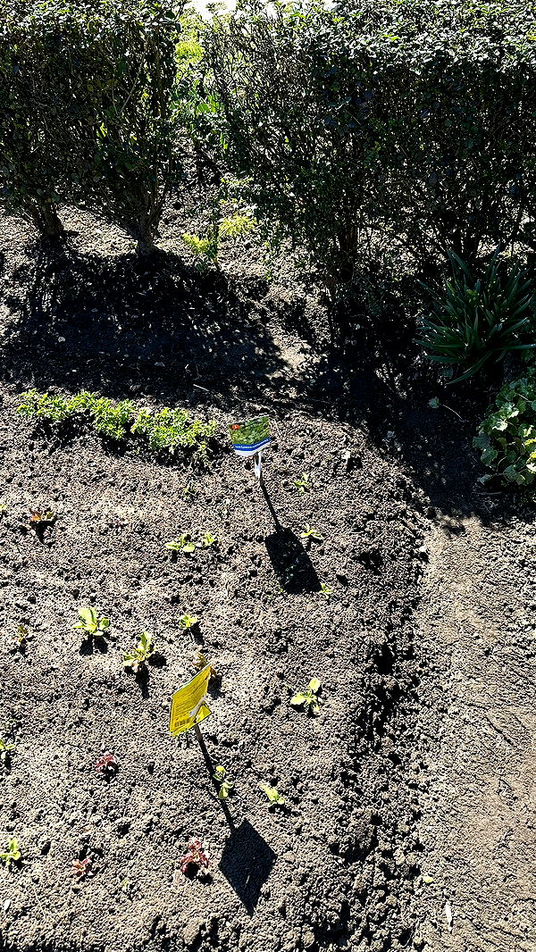 mira.0004 image ~ Altpins