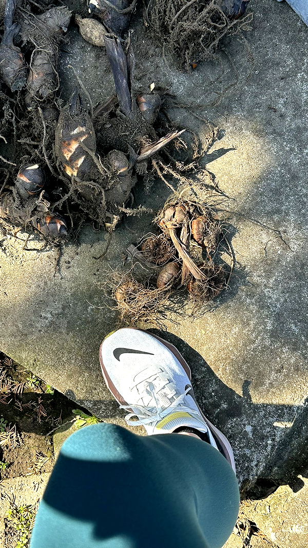 mira.0004 image ~ Altpins