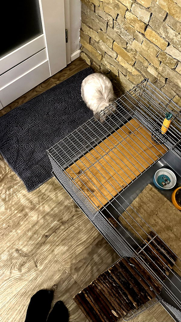 mira.0004 image ~ Altpins