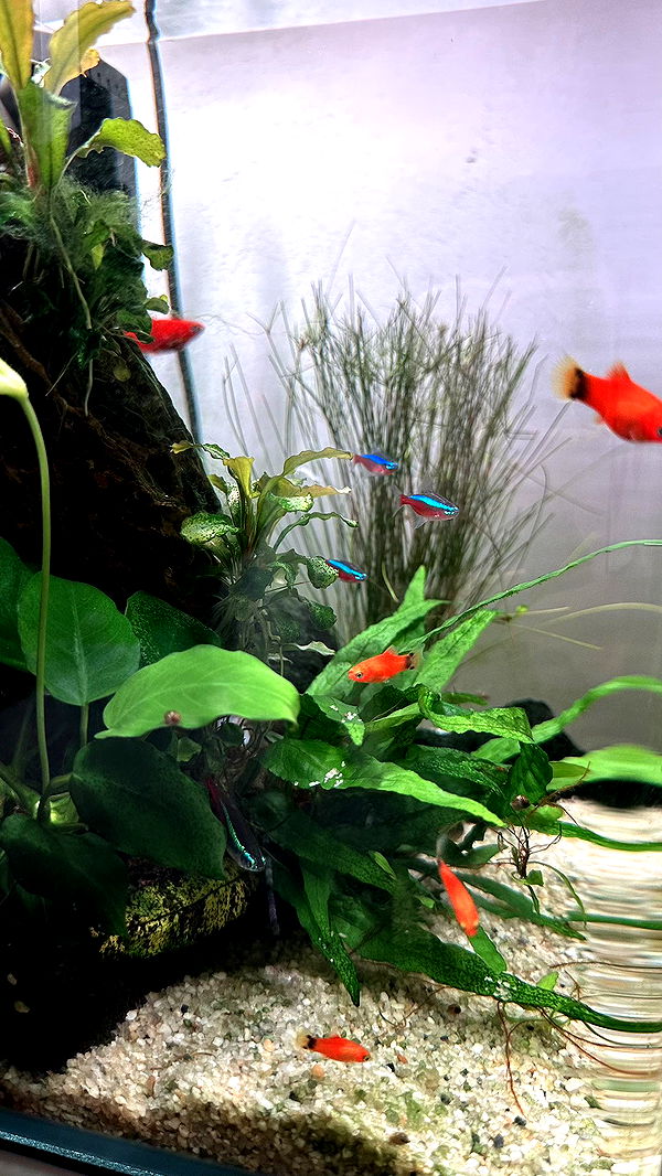 mira.0004 image ~ Altpins