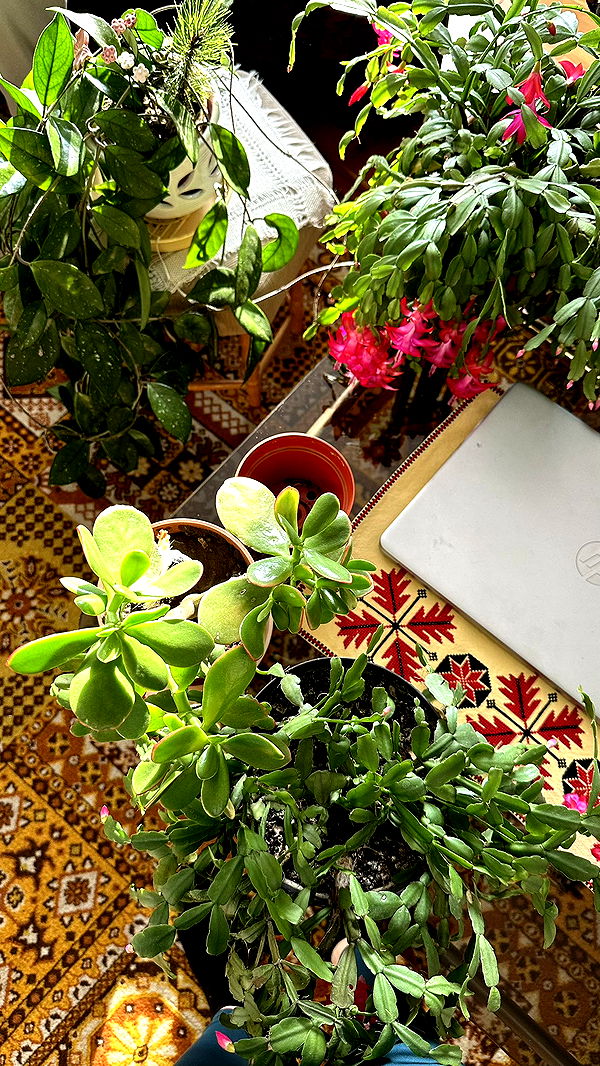 mira.0004 image ~ Altpins