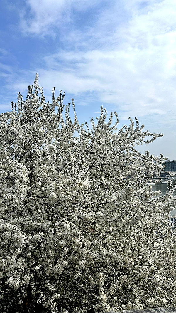 mira.0004 image ~ Altpins