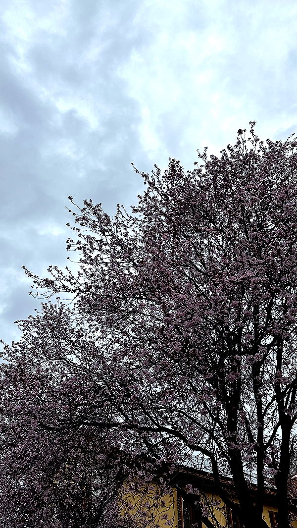 mira.0004 image ~ Altpins