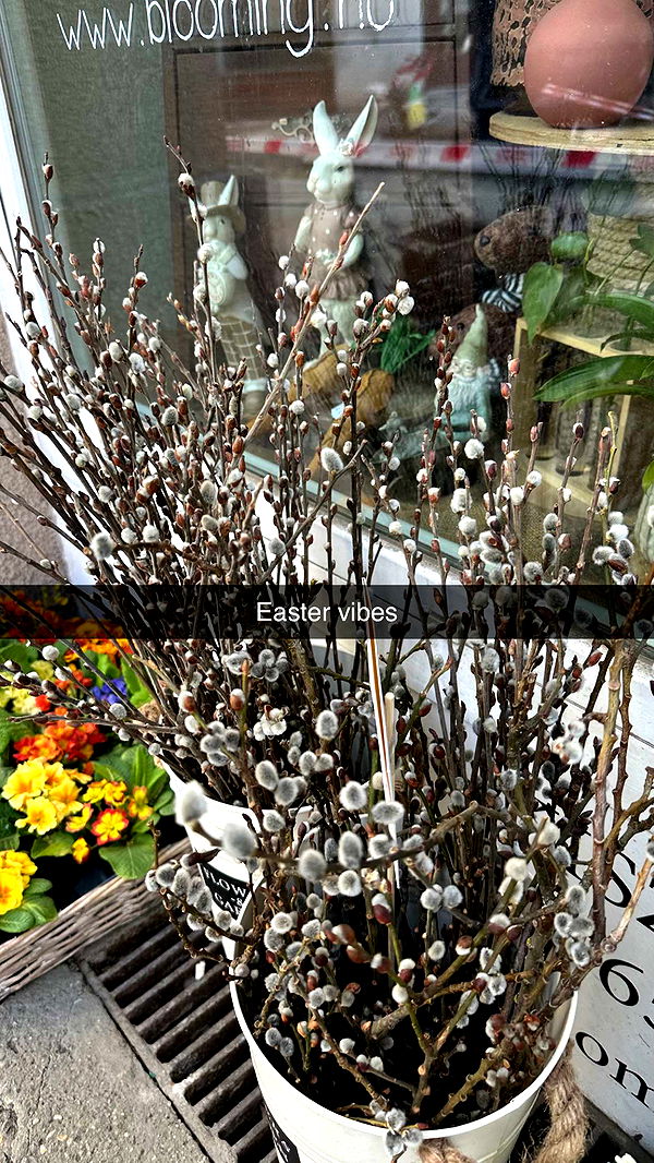 mira.0004 image ~ Altpins