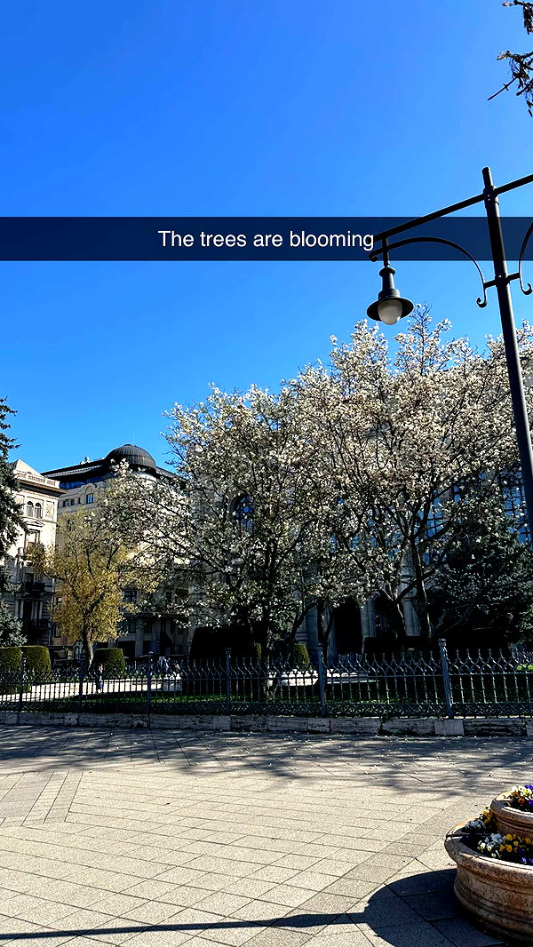 mira.0004 image ~ Altpins