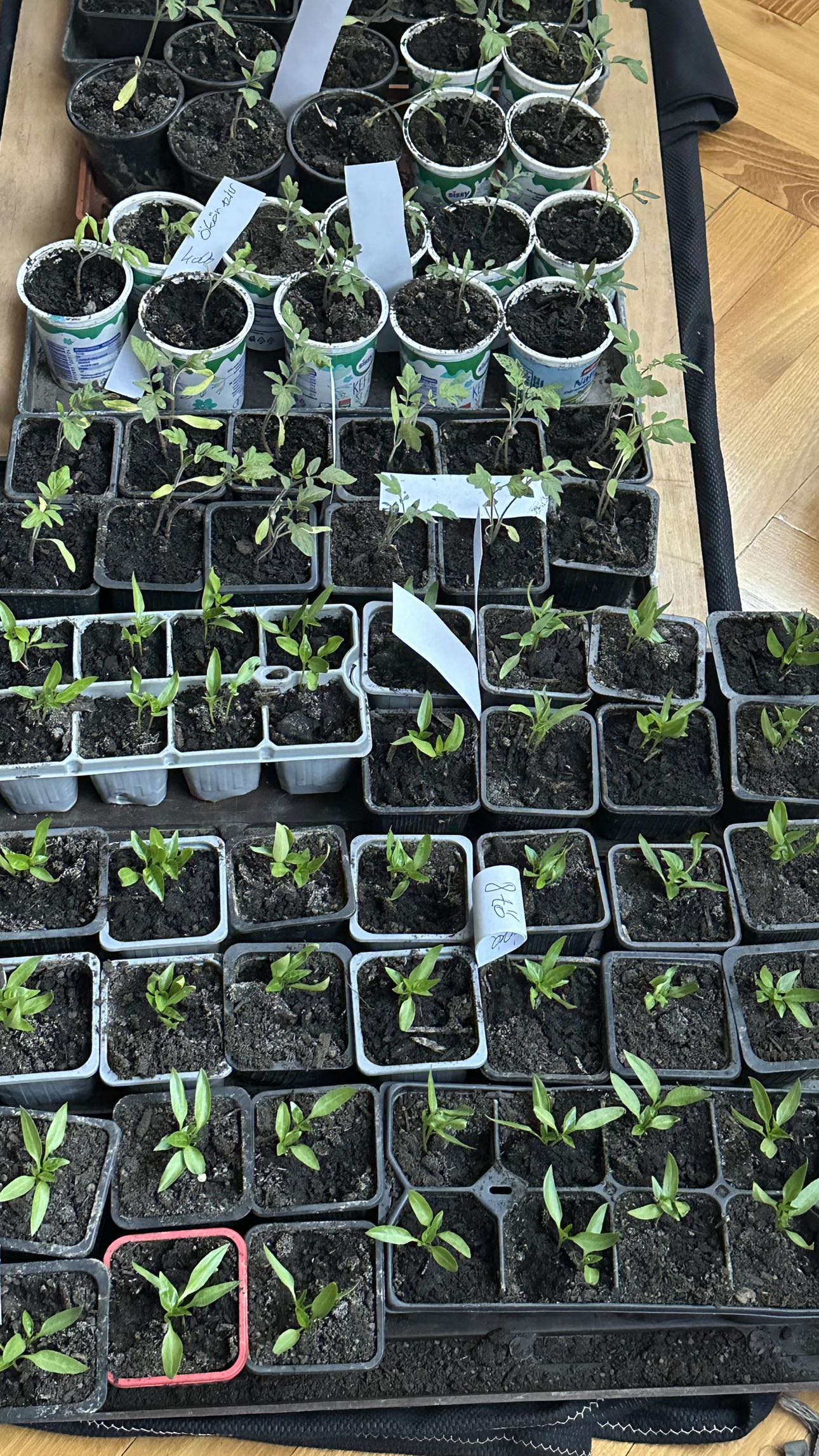 mira.0004 snapchat image archive image