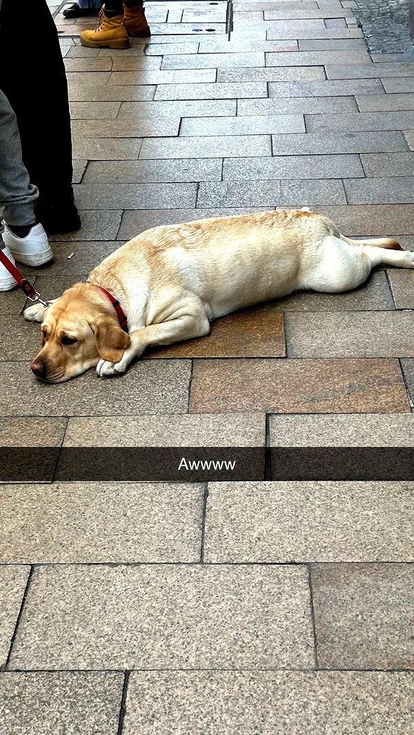 mira.0004 image ~ Altpins