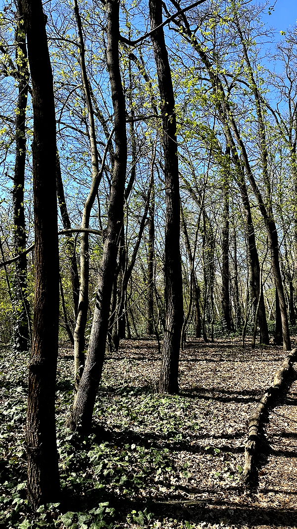 mira.0004 image ~ Altpins