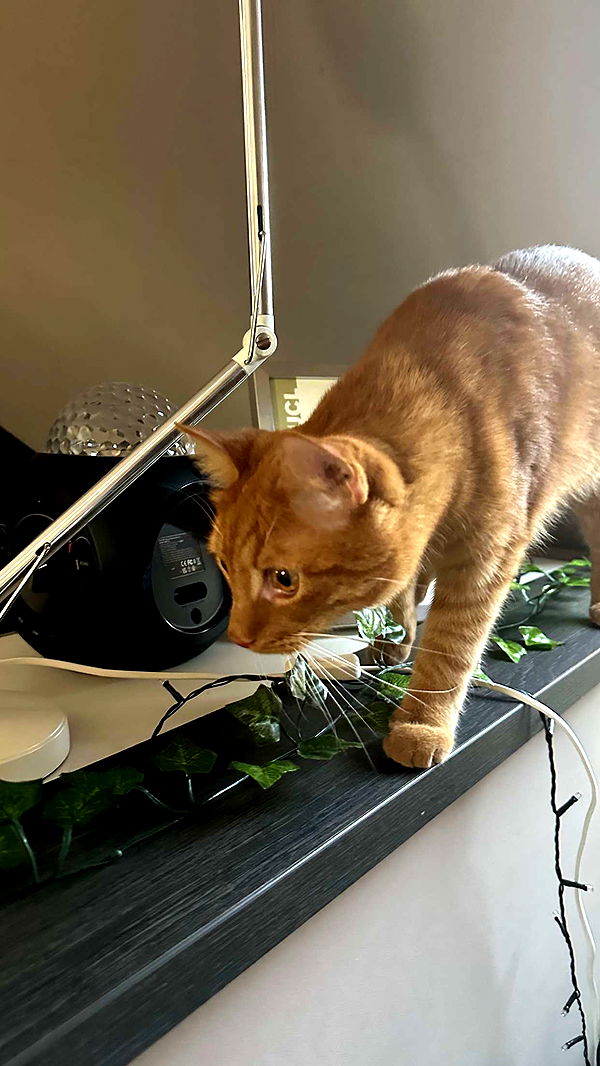 mira.0004 image ~ Altpins