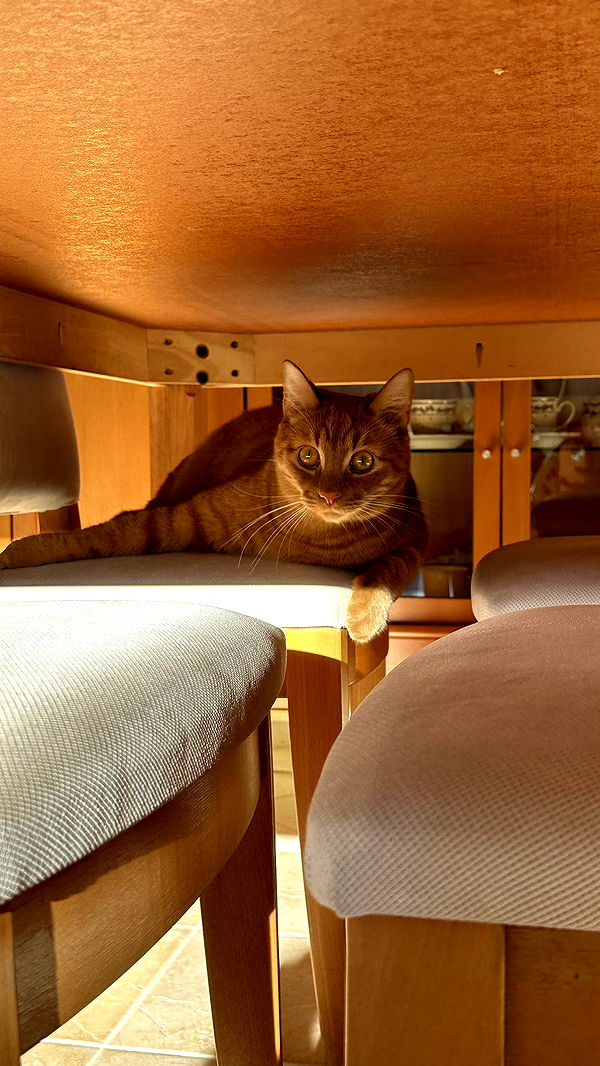 mira.0004 image ~ Altpins