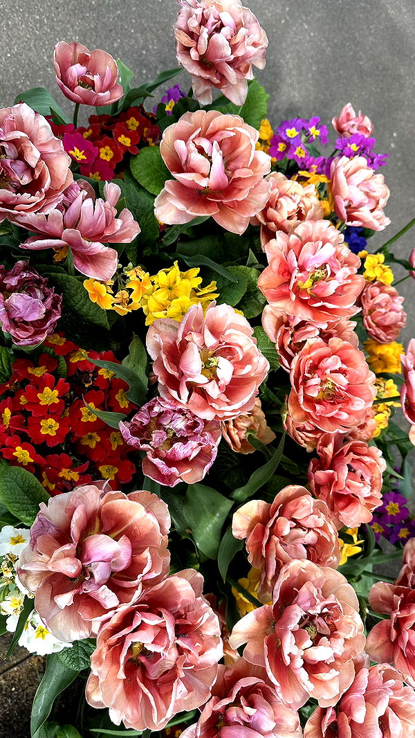 mira.0004 image ~ Altpins