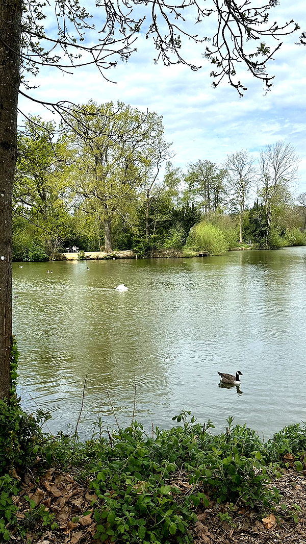 mira.0004 image ~ Altpins