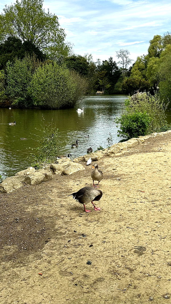 mira.0004 image ~ Altpins