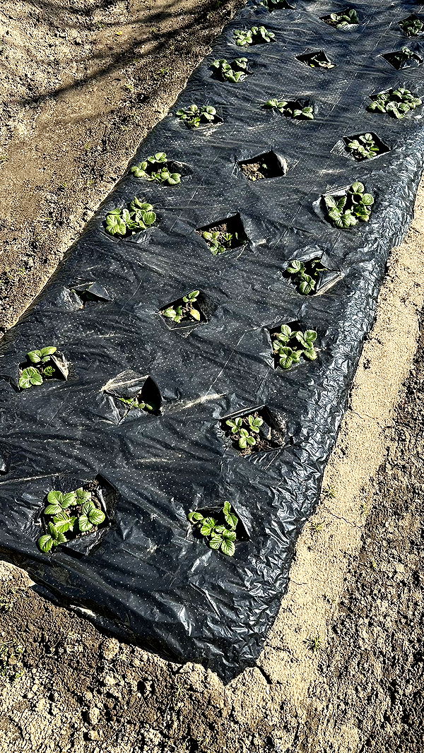 mira.0004 image ~ Altpins